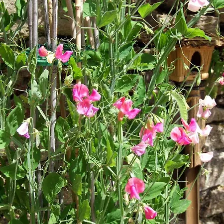 Domaine De Lasfonds Rieupeyroux (Aveyron)